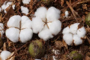 Detailed, well-lit photo focusing on the texture differences between Pima, Egyptian, and Upland cotton bolls in a farming context, suitable for a fiber science audience.