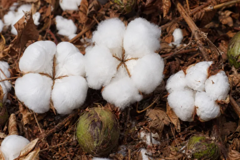 Detailed, well-lit photo focusing on the texture differences between Pima, Egyptian, and Upland cotton bolls in a farming context, suitable for a fiber science audience.