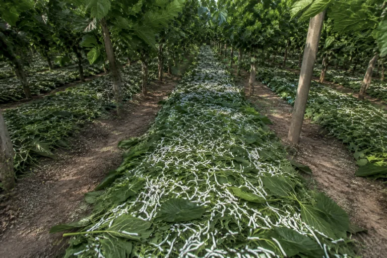 This image shows mulberry silkworms feeding on fresh leaves in a fully operational sericulture farm. The morning light and clean rows reflect the organized and scientific approach of modern silk production.