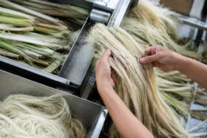 Fresh pineapple leaves being mechanically processed in a modern textile lab, highlighting sustainable extraction for future fibers.