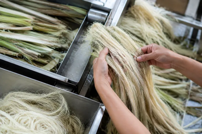 Fresh pineapple leaves being mechanically processed in a modern textile lab, highlighting sustainable extraction for future fibers.